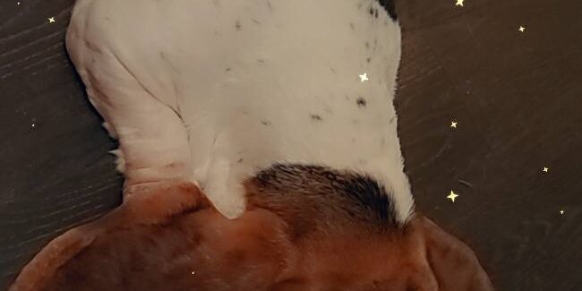 595434946_10232023186151154_1741735442227893669_n