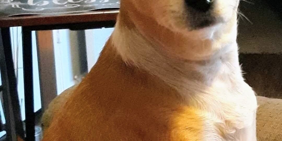 Heidi